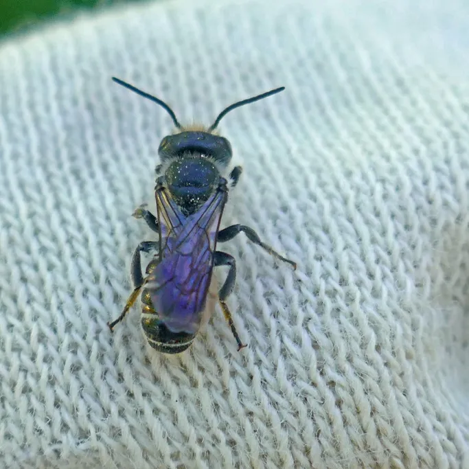 Tiny dark bellflower resin bee resting on a work glove, showing its slender body and smoky wings