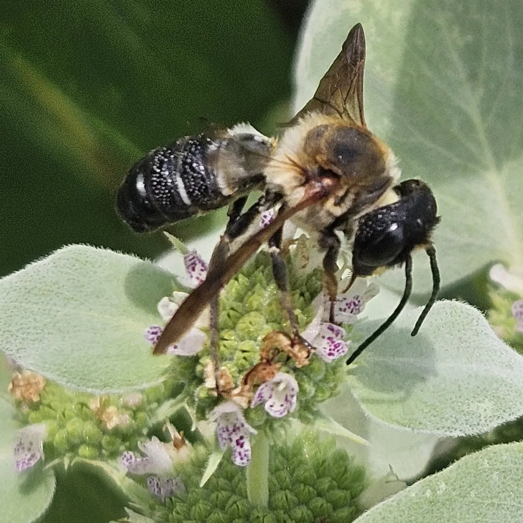 Two giant resin bees on mountain mint flowers, showing the smaller male on top of the larger female