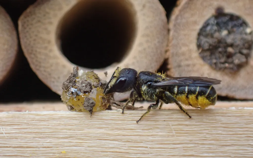 Small black Heriades resin bee beside nesting tubes, one tube sealed with a resin and debris plug