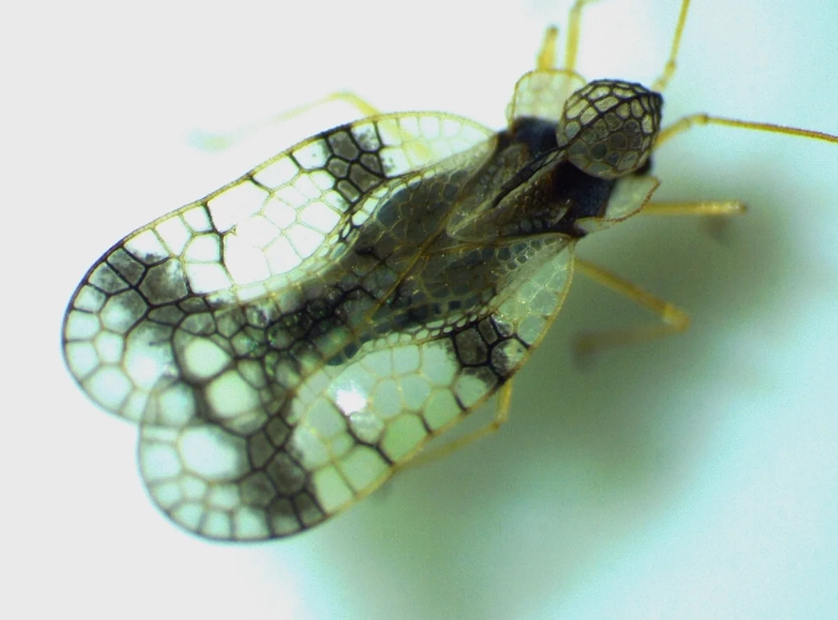 Dorsal view of lace bug displaying intricate wing venation