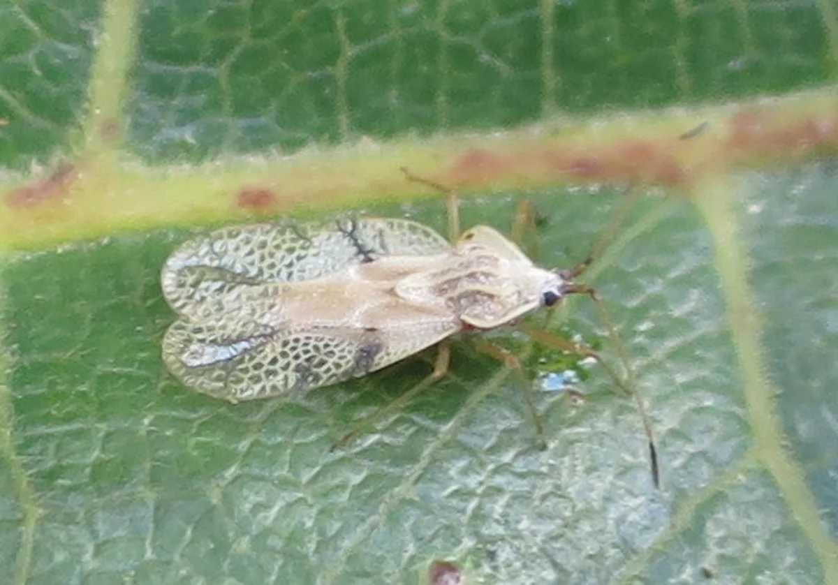 Lace bug on leaf showing translucent lacy wings and body structure