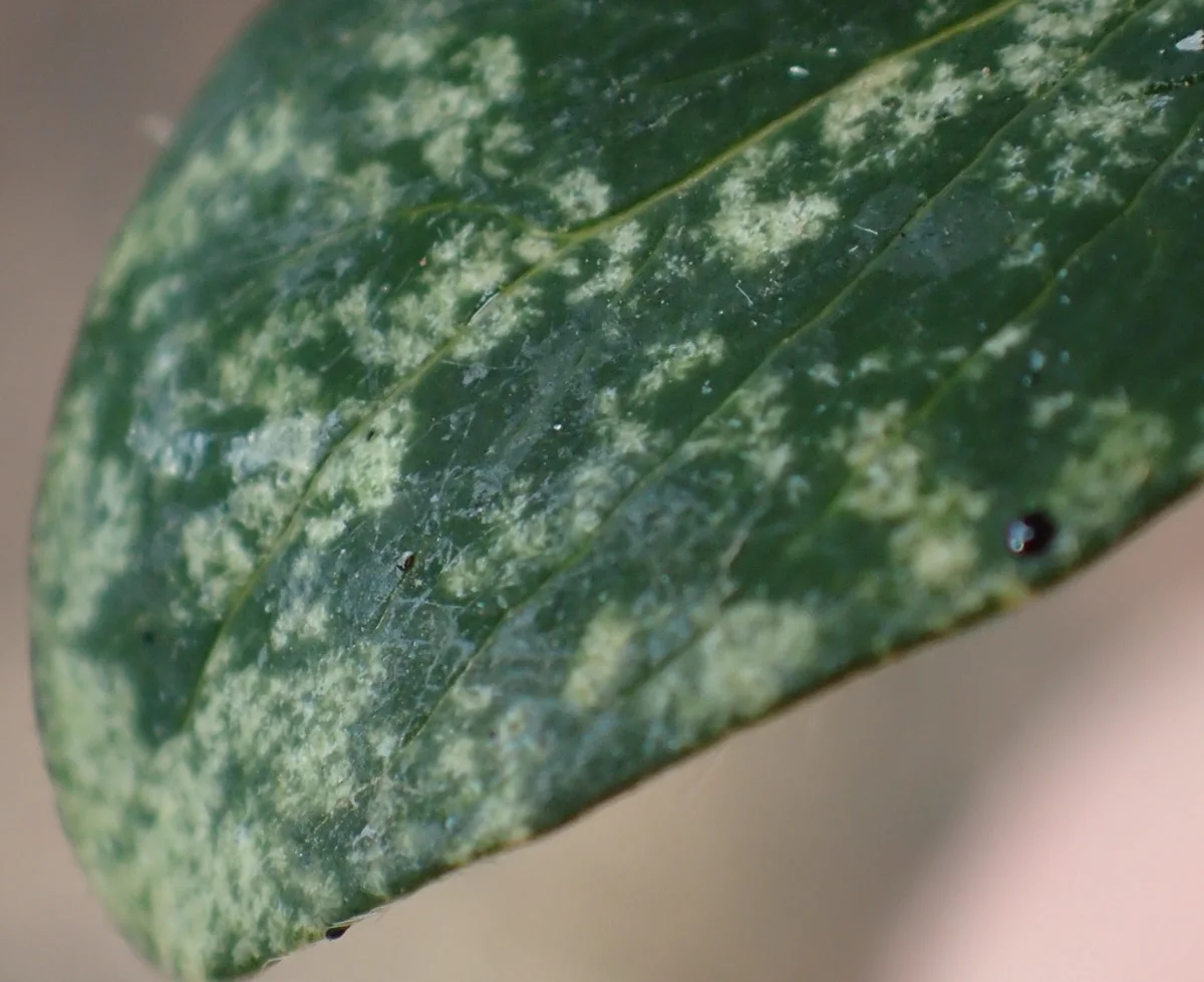 Rhododendron leaf showing stippling damage caused by lace bug feeding