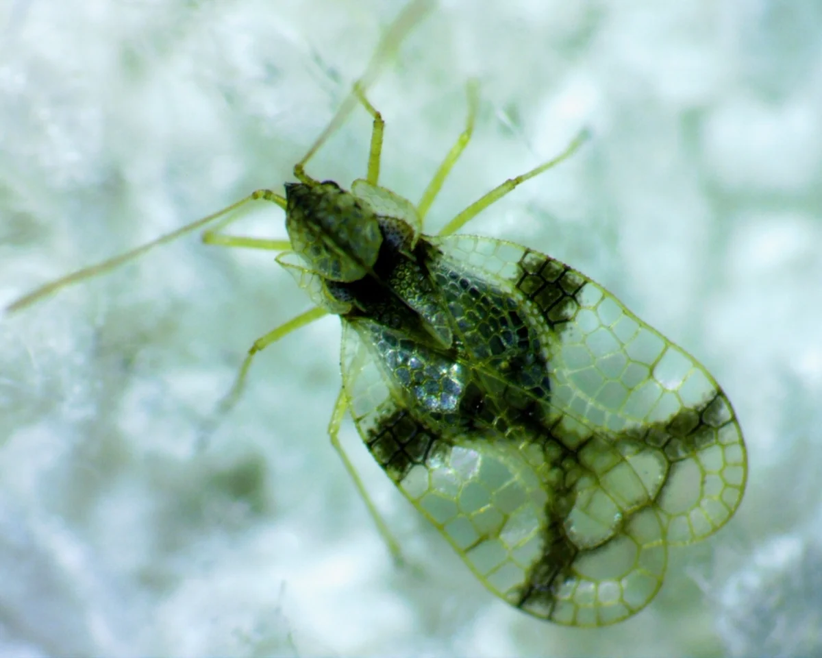 Lace bug feeding on the underside of a leaf