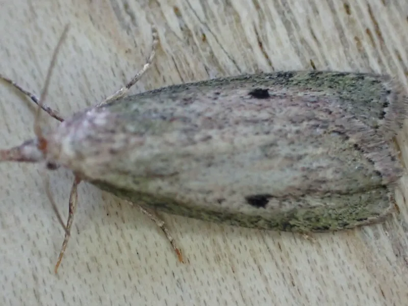 Close-up side view of a rice moth on wood showing detailed wing texture and antennae