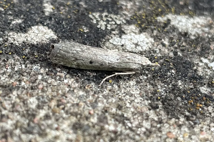 Rice moth resting on stone surface showing its characteristic grayish-brown wing coloring and tent-like wing posture