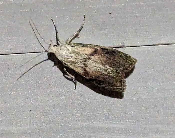 Rice moth resting on a horizontal surface with antennae and legs clearly visible