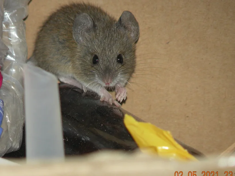 Marsh rice rat near water