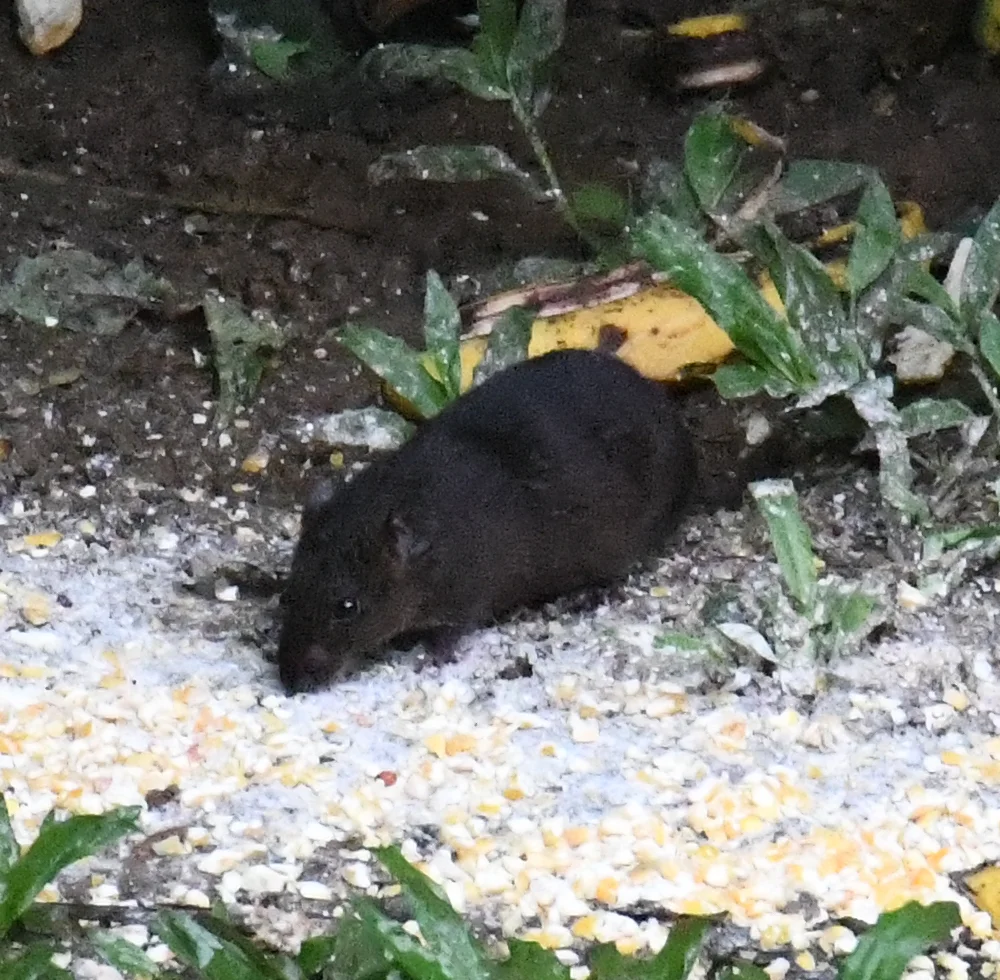 Rice rat foraging in natural outdoor habitat showing full body profile