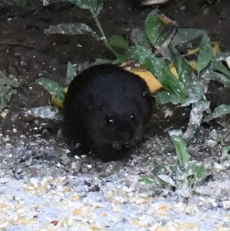 Rice rat front view showing facial features and dark fur coloration