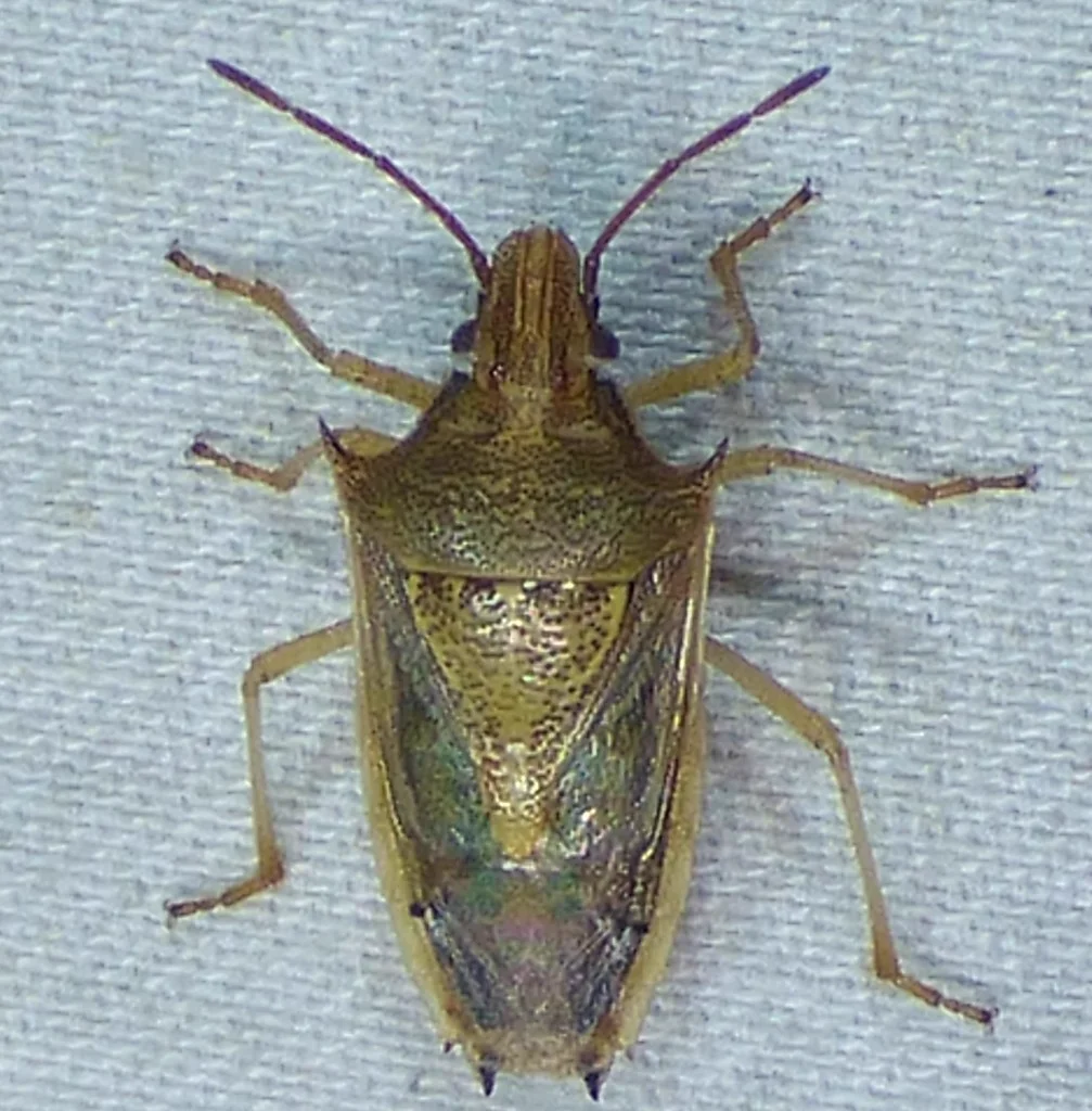Top-down view of rice stink bug showing detailed body markings and triangular scutellum