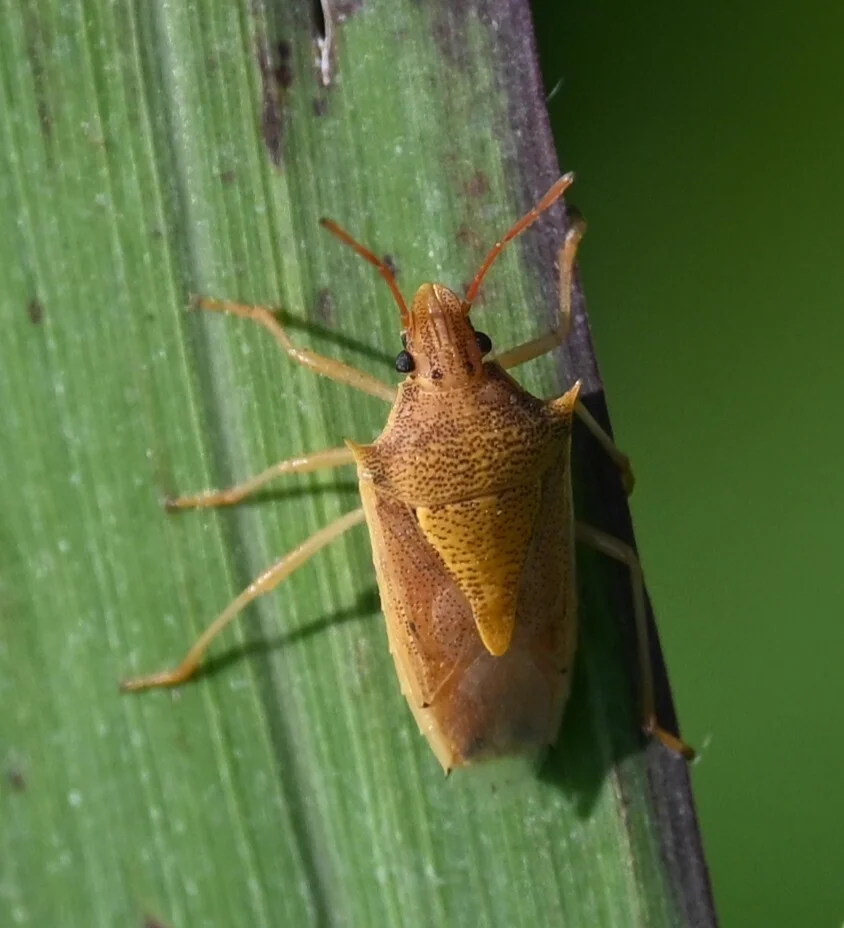 Rice stink bug perched on a grass blade showing its narrow profile
