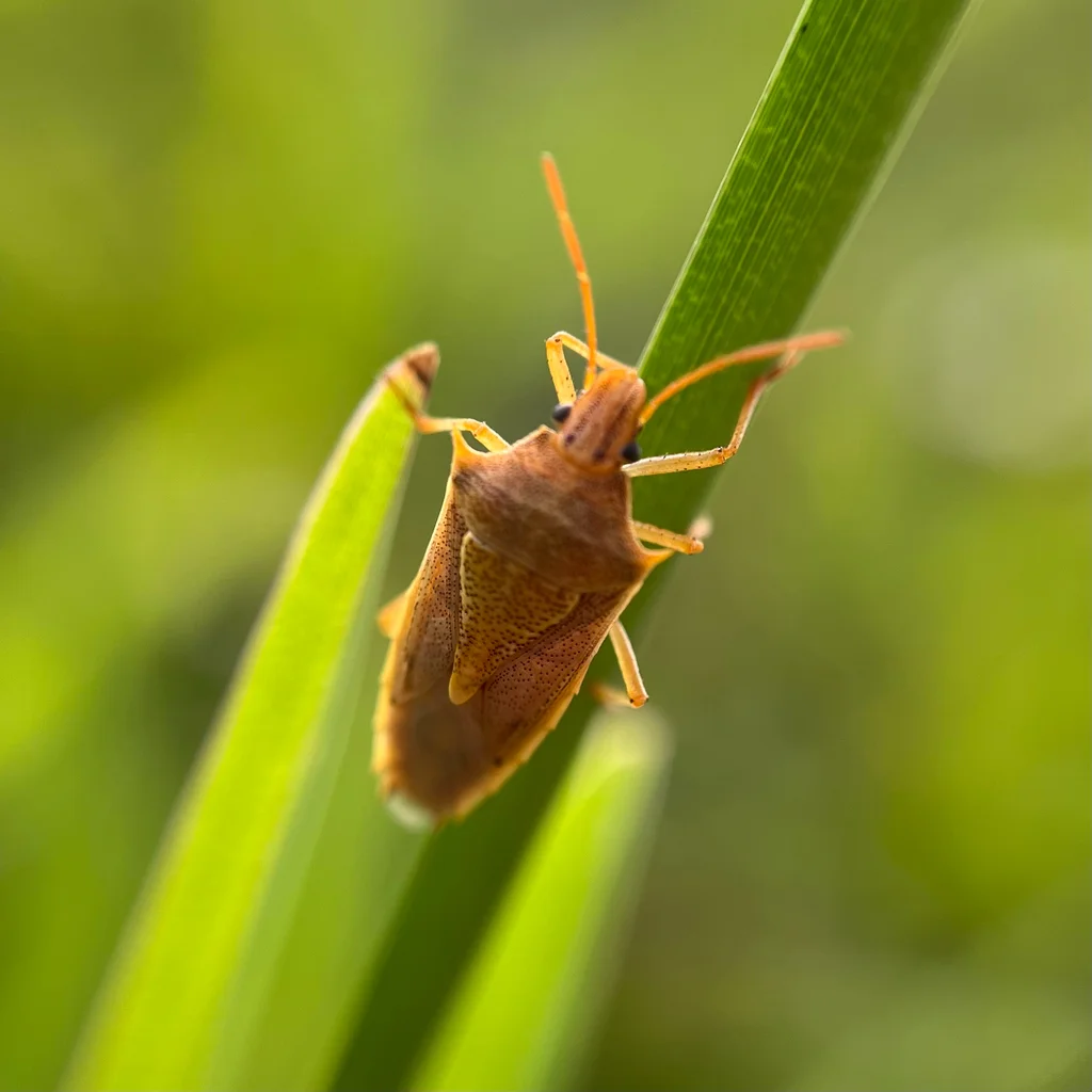 Rice stink bug on vegetation in its natural grassland habitat