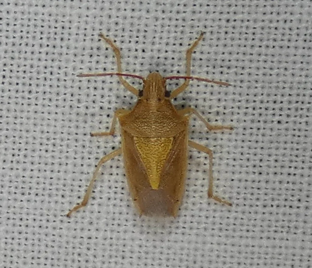 Rice stink bug specimen showing full body structure and leg details