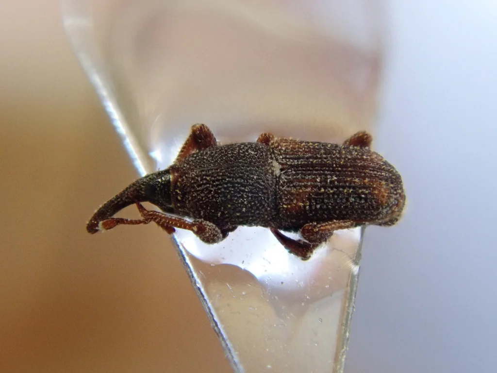 Detailed close-up of a rice weevil showing body texture and leg structure