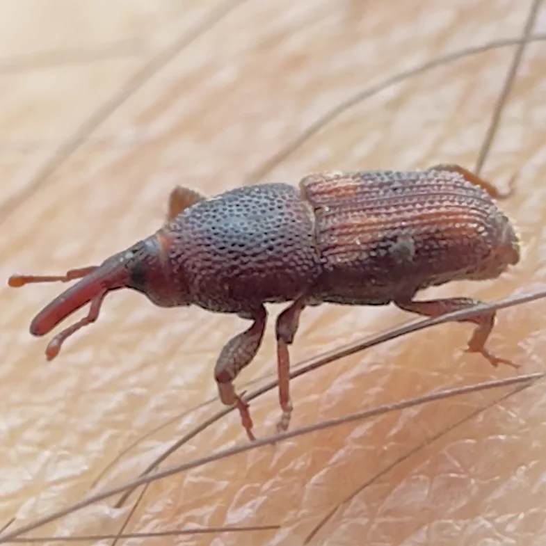 Close-up side view of a rice weevil on skin showing its distinctive elongated snout