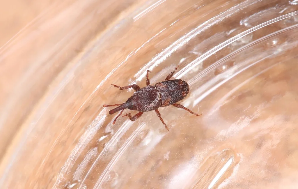 Rice weevil in a glass container showing scale and reddish-brown coloring