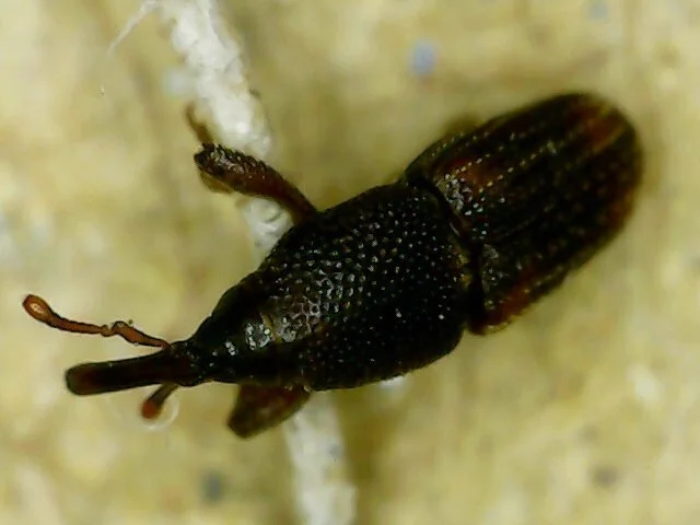 Side profile of a rice weevil displaying its characteristic long snout and compact body