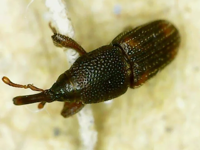 Top-down view of a rice weevil showing the textured wing covers and reddish-brown body