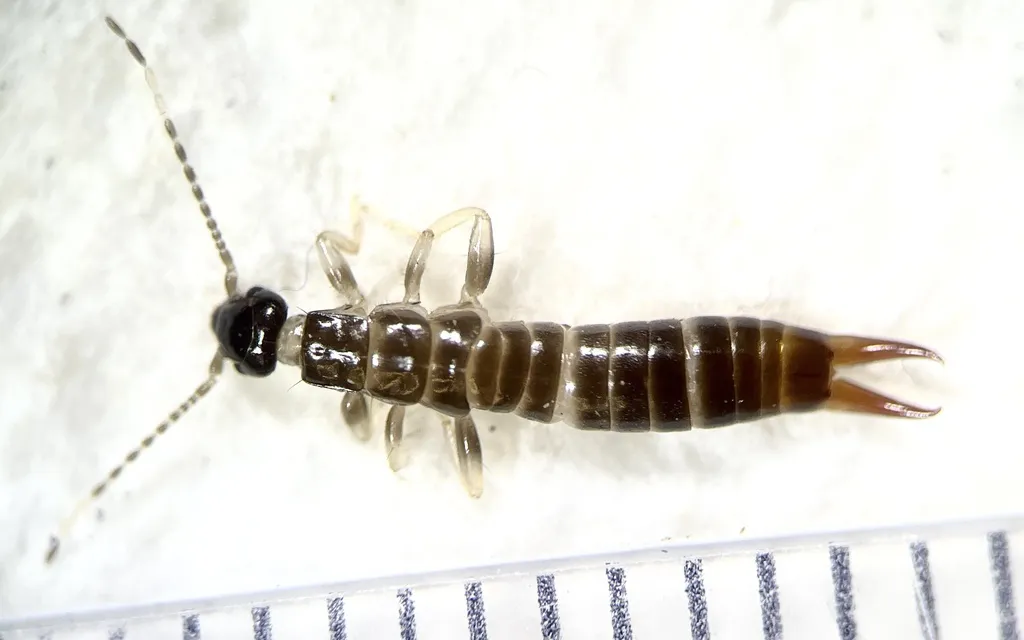 Female ring-legged earwig next to a ruler showing its banded antennae and straight forceps