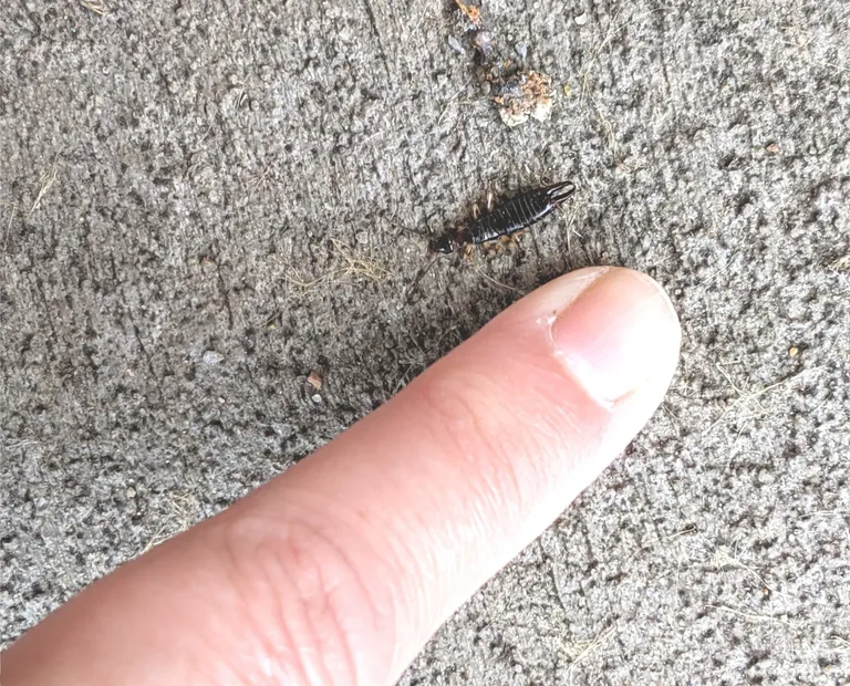 Small ring-legged earwig on concrete next to a fingertip for size