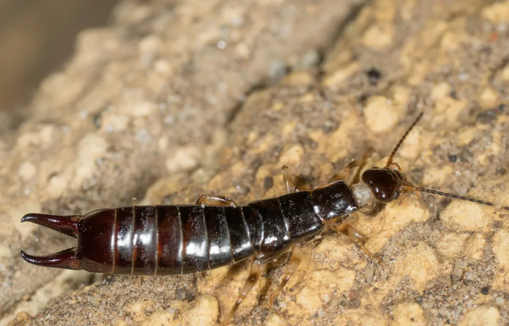 Side view of a male ring-legged earwig on rock showing its shiny dark abdomen and curved forceps