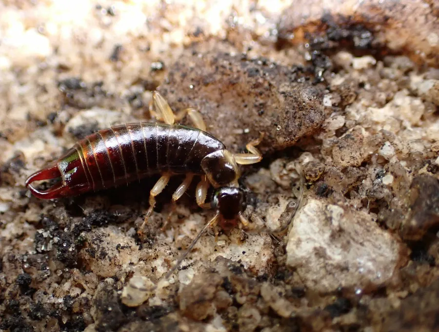 Ring-legged earwig crawling through damp soil where it hides during the day