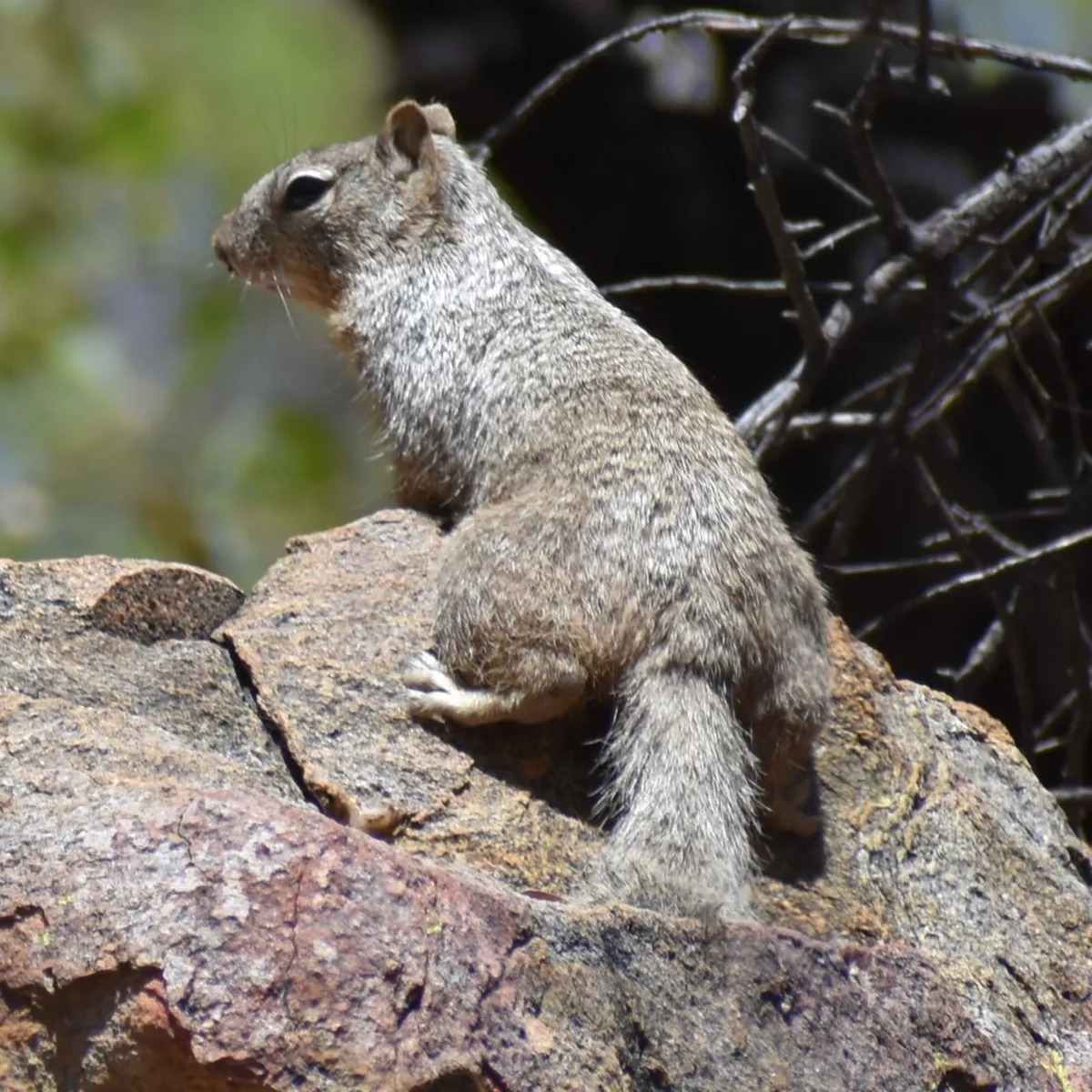 Rock squirrel climbing on a granite boulder showing its full side profile and bushy tail