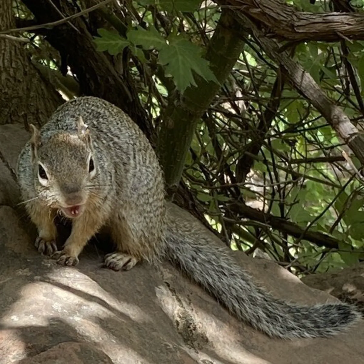 Close-up of a rock squirrel on a boulder showing its mottled fur pattern