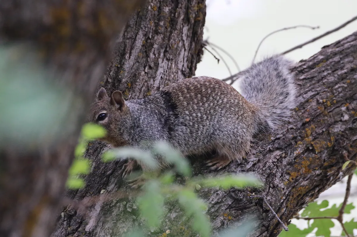 Rock squirrel climbing in a tree branch showing its climbing ability