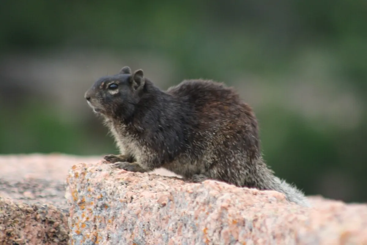 Rock squirrel perched on a granite boulder in its natural rocky habitat