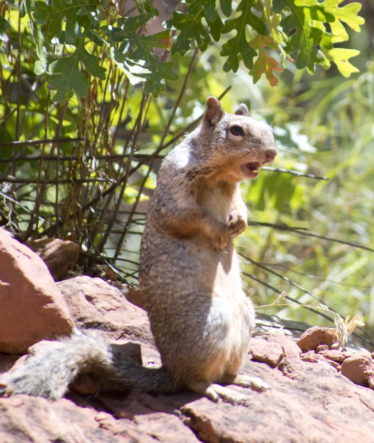 Rock squirrel standing on red sandstone surrounded by green vegetation