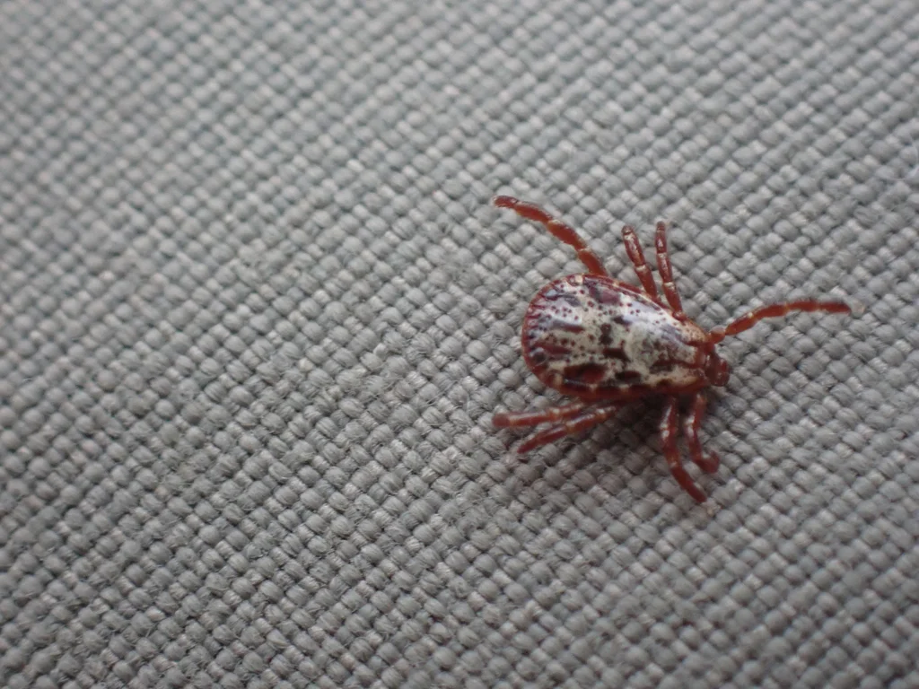 Rocky Mountain wood tick on fabric showing reddish legs and ornate scutum pattern