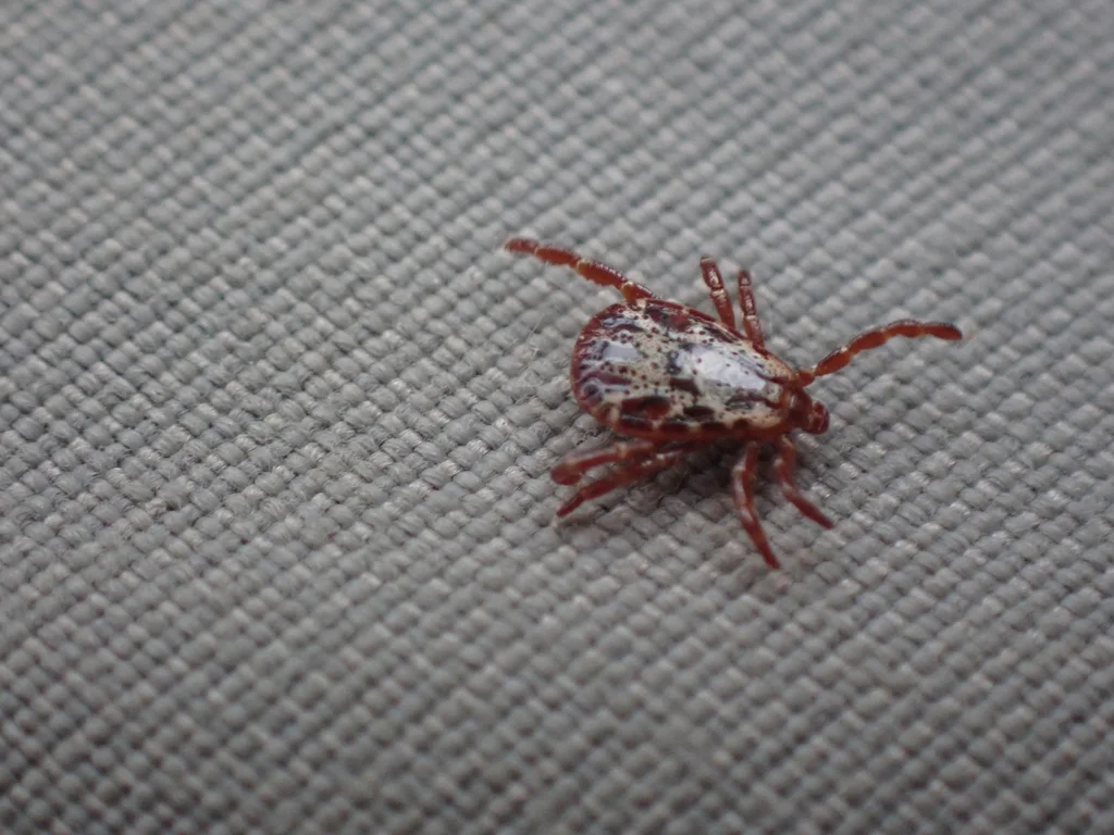 Side angle view of Rocky Mountain wood tick displaying body shape and leg structure