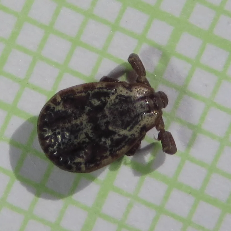 Engorged Rocky Mountain wood tick showing expanded body after feeding