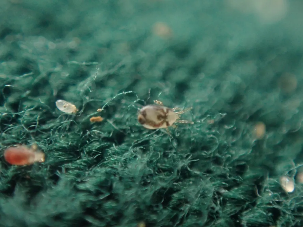 Multiple rodent mites crawling on fabric material