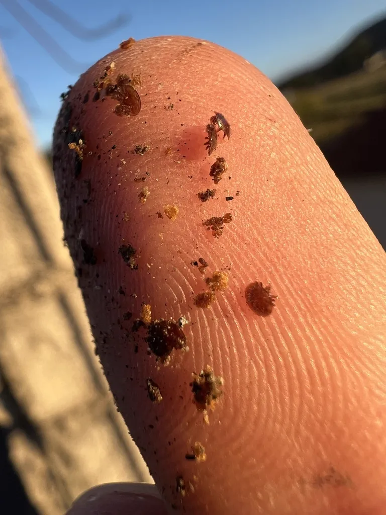 Rodent mites on a human finger showing their tiny size compared to skin