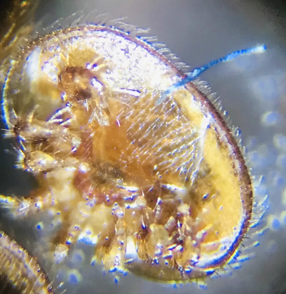 Detailed microscope image of a rodent mite showing leg structure