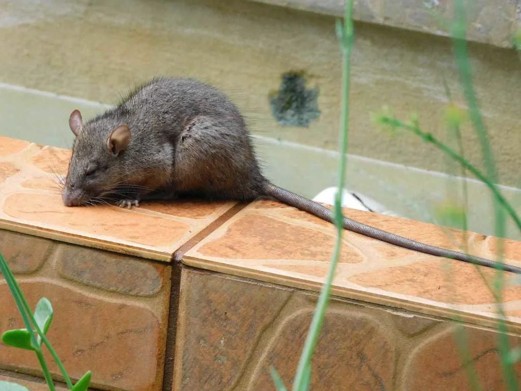 Roof rat on a ledge showing full body profile and long tail