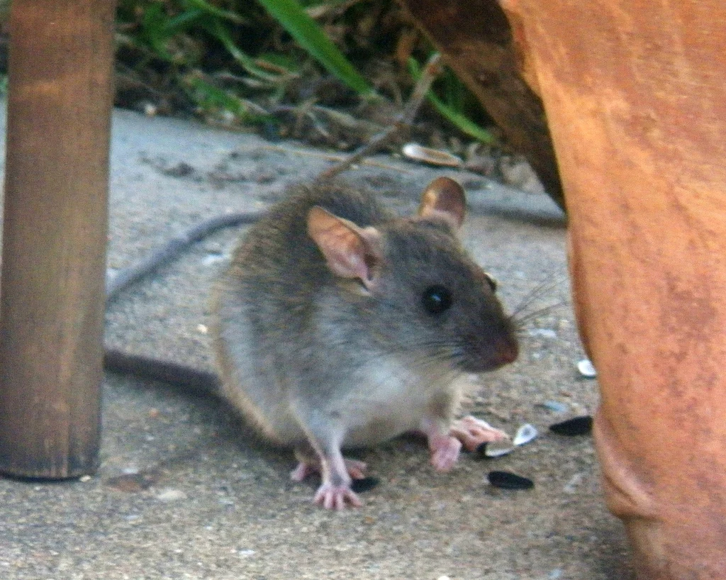 Roof rat foraging under furniture in a home environment