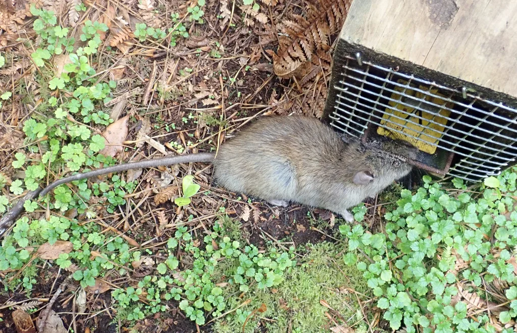Roof rat near a bait station in a garden setting