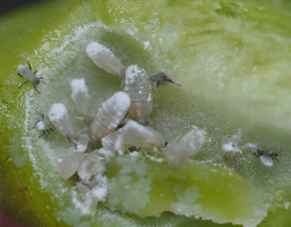 Root aphid nymphs clustered inside an opened poplar petiole gall