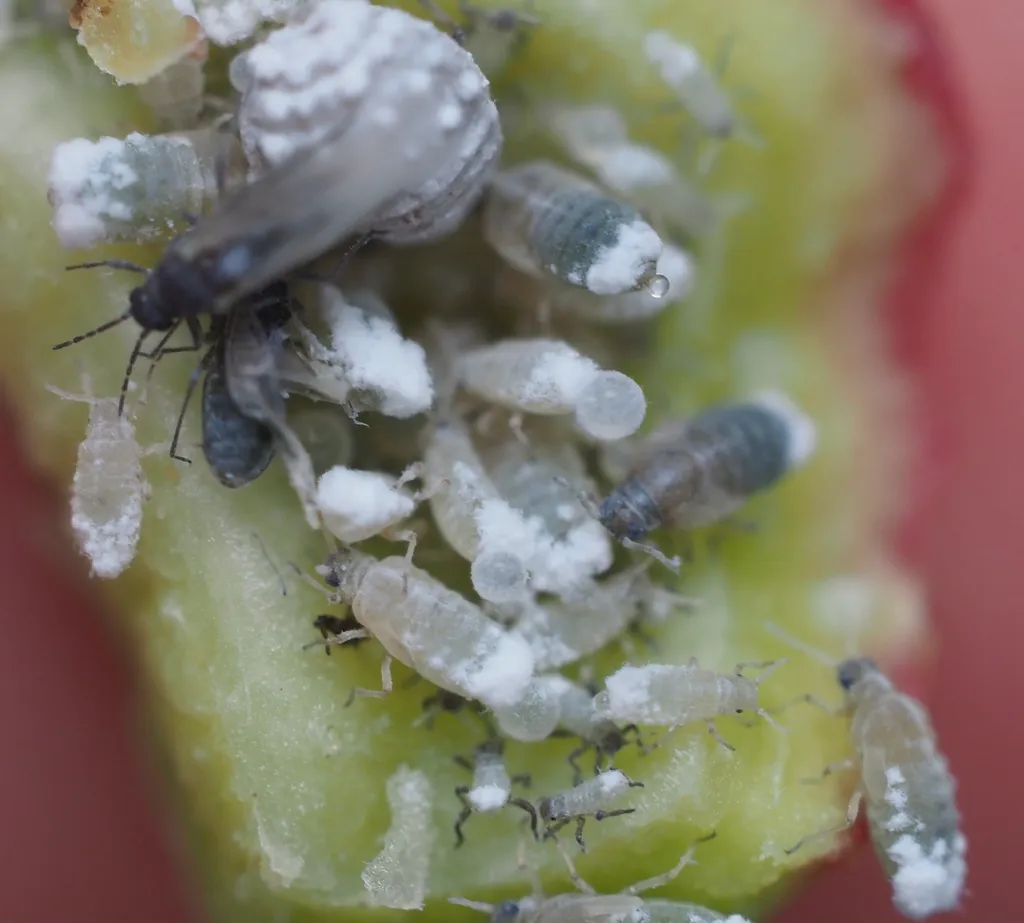 Winged root aphid adult among nymphs covered in white waxy secretion