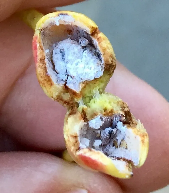 Cross-section of a poplar petiole gall revealing root aphids and waxy residue inside