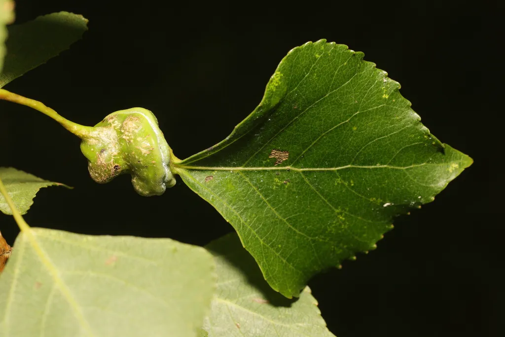 Poplar leaf petiole gall caused by root aphids of the genus Pemphigus