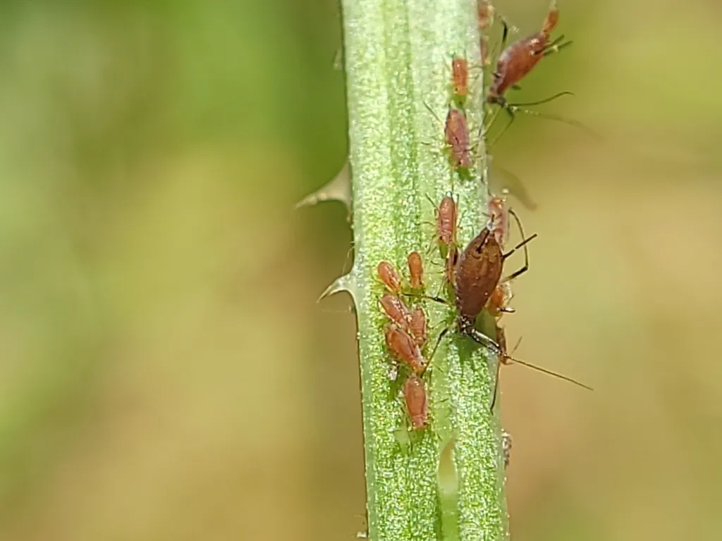 Colony of rose aphids clustered on a green rose stem with both wingless and winged adults visible