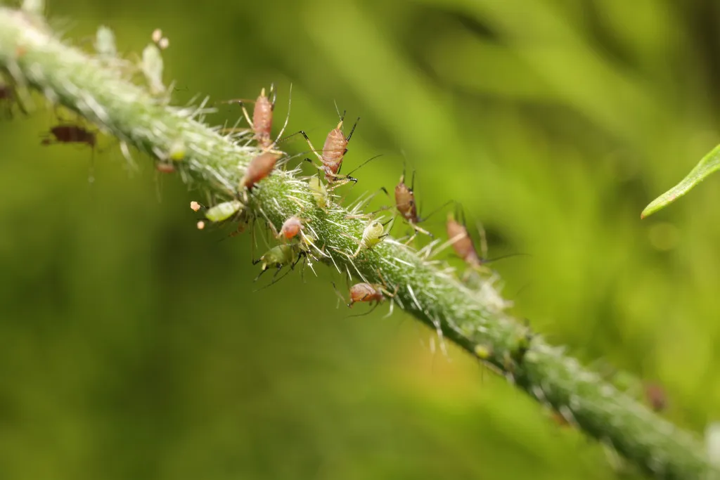 Several rose aphids walking along a thorny rose stem against a blurred green background