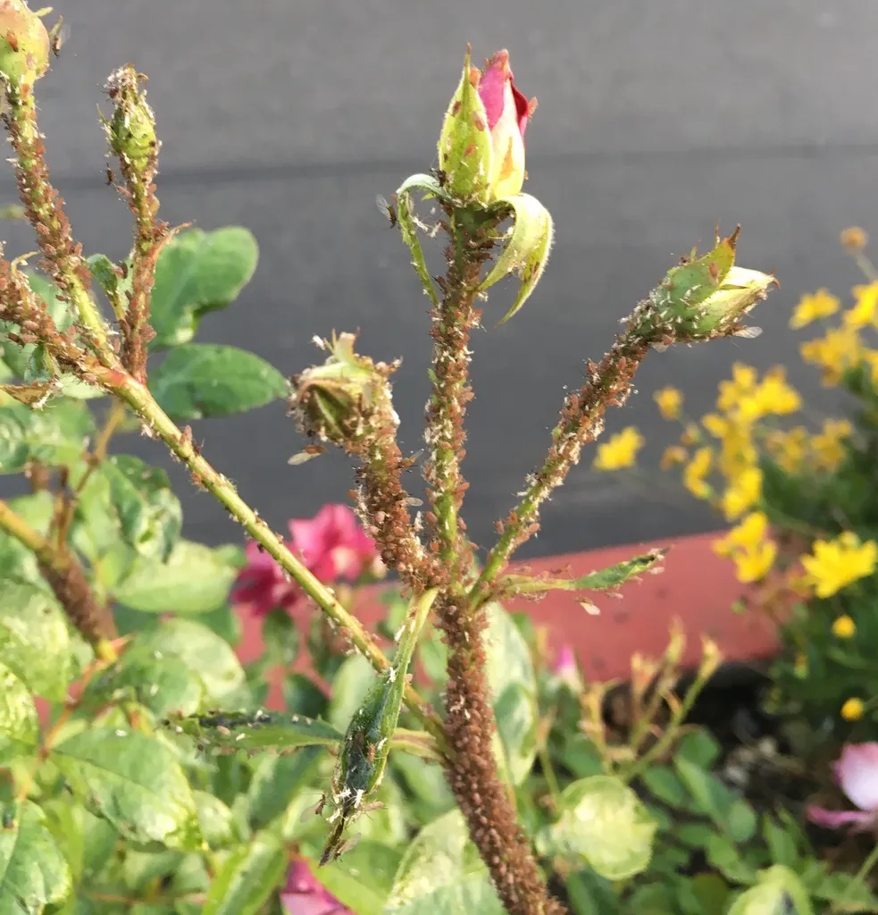Heavy rose aphid infestation covering rose buds and stems showing the damage dense colonies can cause