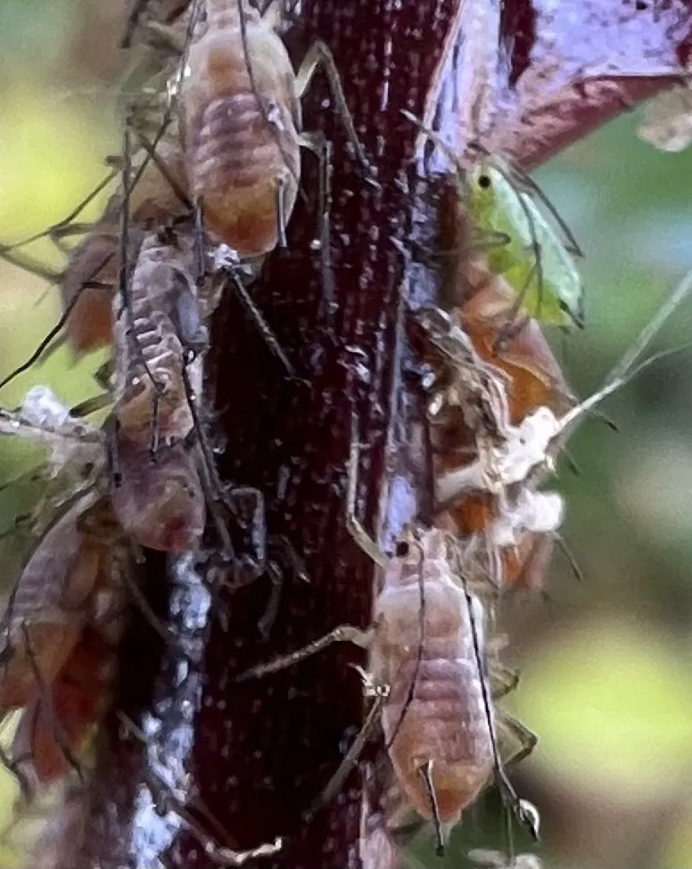 Rose aphid colony on a dark rose cane showing multiple life stages from nymphs to adults