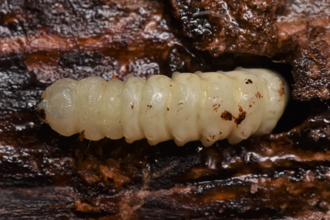 Plump cream-colored round-headed borer larva exposed in a tunnel under the bark of a dead log