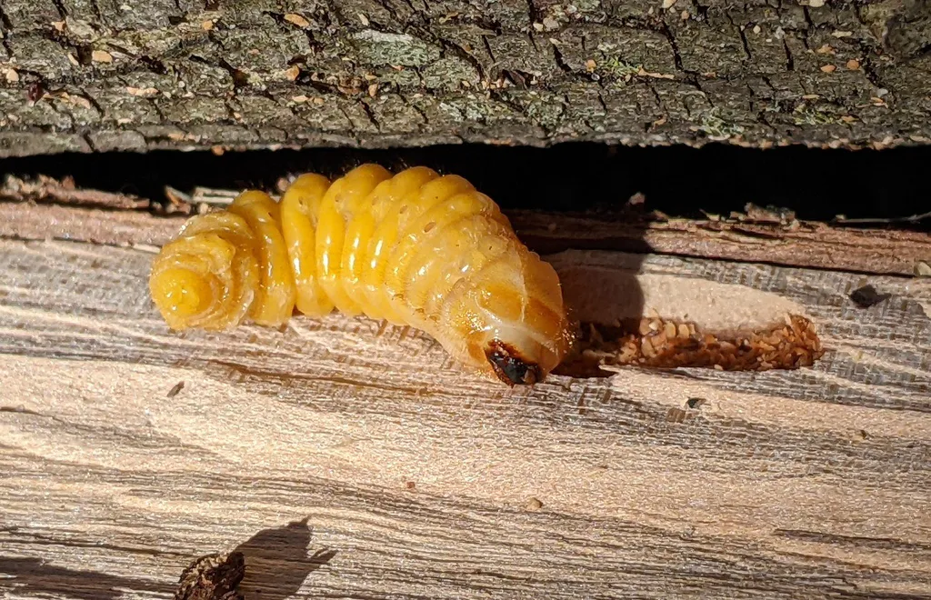 Yellow longhorned beetle larva inside a split piece of firewood next to its frass-filled gallery